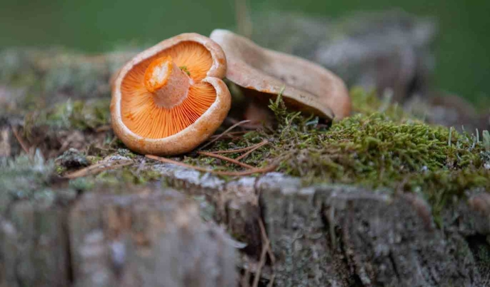 SETAS EN SORIA | Investigada por falsificar una licencia micológica