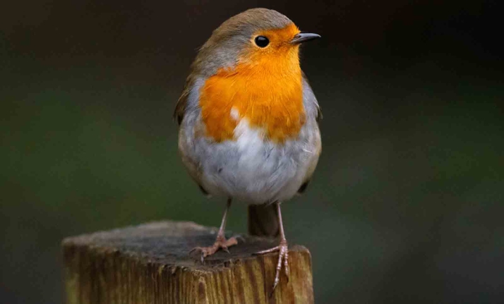 Castilla y León promociona la oferta de turismo de naturaleza en la VI Feria Ornitológica en Ávila