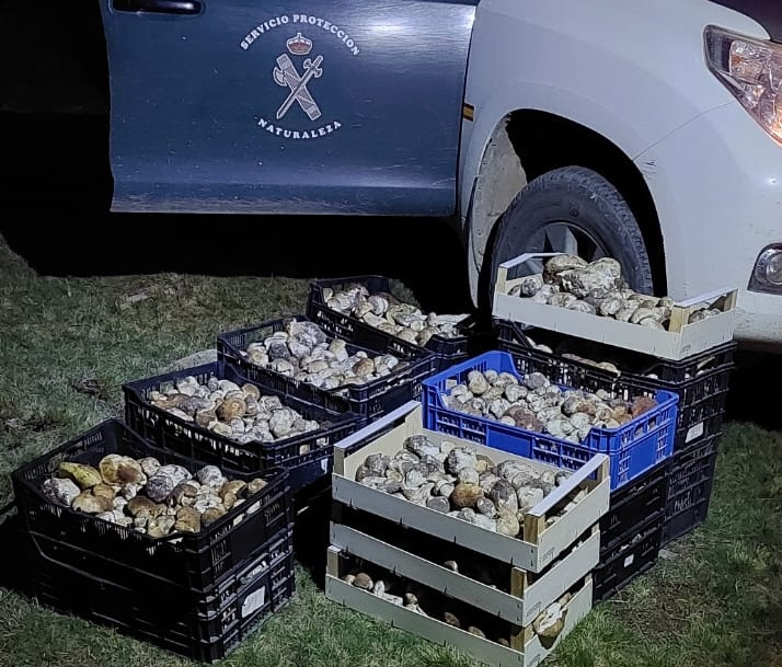 Micología: Una operación en Covaleda se salda con 10 denuncias, 41 identificados y 226 kilos de boletus incautados 