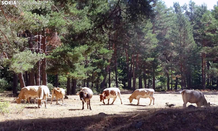 Castilla y León denuncia que el Ministerio abandona a los ganaderos al no ofrecer ayudas para la EHE