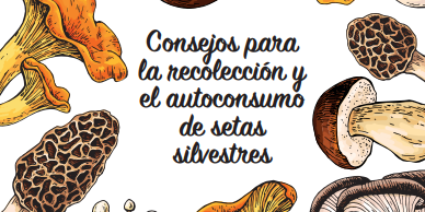 Consejos para la recolección y el autoconsumo de setas silvestres