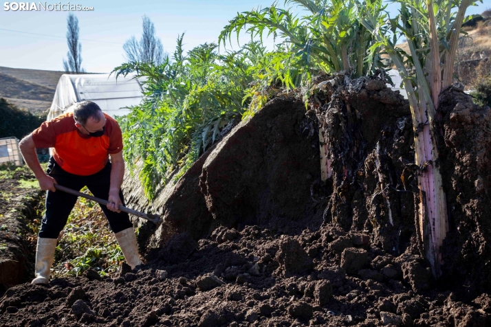 Programa de las XIV Jornadas del Cardo Rojo de Ágreda: Concursos de tapas, talleres infantiles y Experiencias 5 sentidos