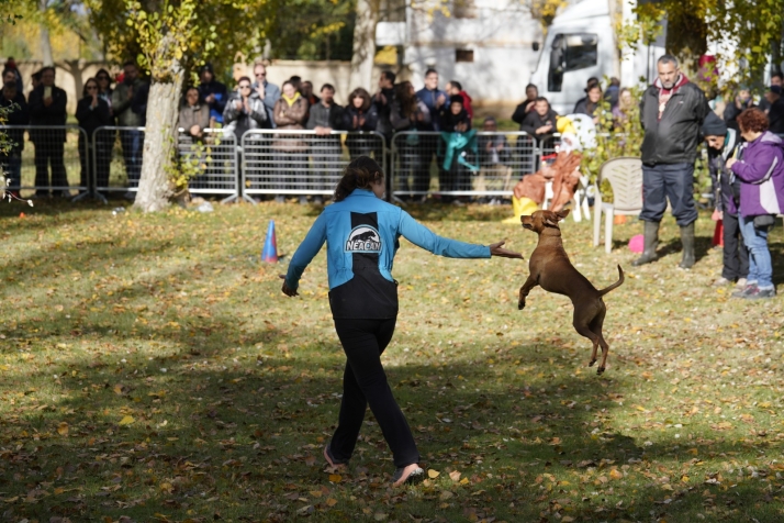 Estos son los ganadores de la prueba de la Copa de España de Obediencia Canina que ha tenido lugar en Almazán