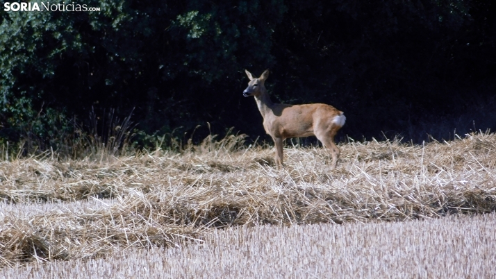 Enfado monumental en los agricultores afectados por la Reserva de Urbión