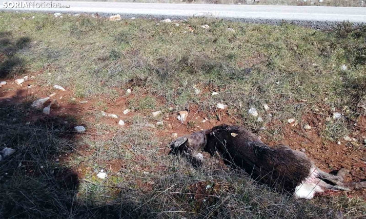 Más impulso de Castilla y León para un sistema inteligente que informa sobre el riesgo de fauna salvaje en la carretera 