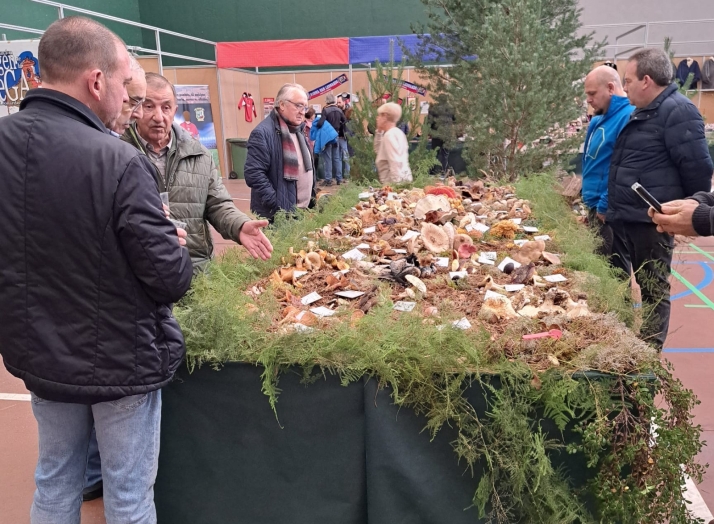 Éxito de público en una Feria Micológica de San Leonardo que reúne 80 tipos diferentes de setas