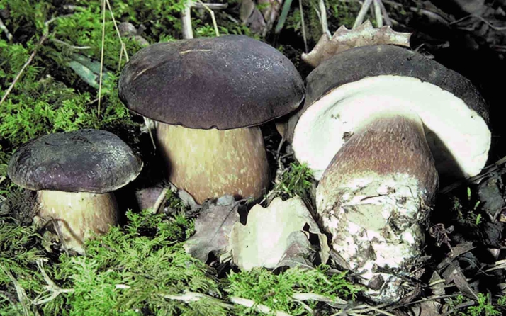 El arranque de la XV Semana de la Tapa Micológica suma 14.000 unidades