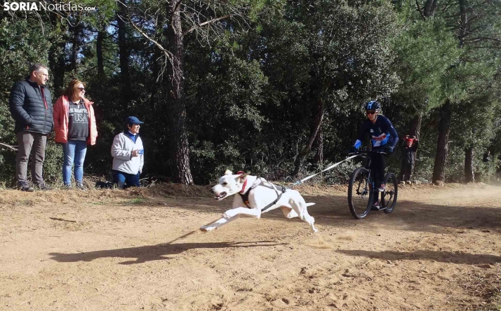 GALERÍA y CRÓNICA | Un bronce y un quinto puesto, botín soriano en el Mundial de mushing de tierra en Ólvega
