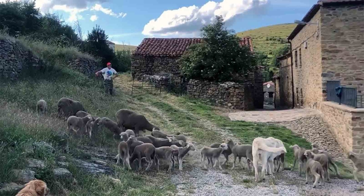 Licitada la ejecución del proyecto ‘La huella de la trashumancia’ para Tierras Altas