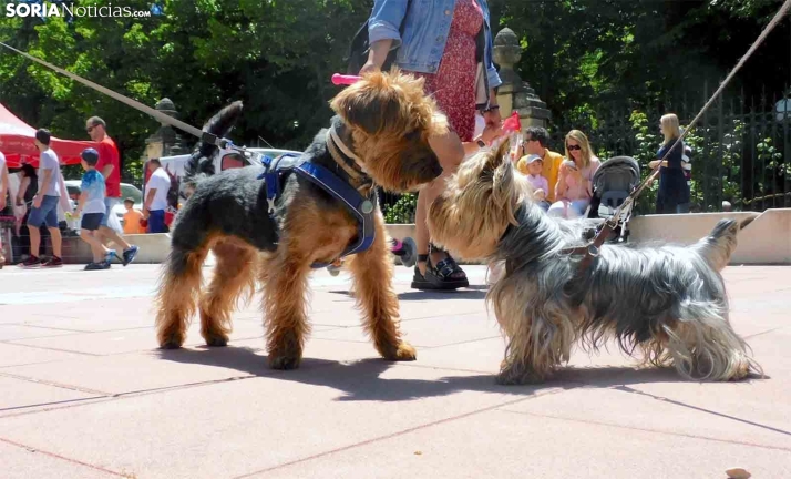 ¿Tienes una mascota en Castilla y León? Has podido ser víctima de este ciberataque