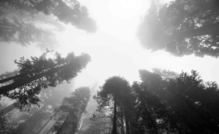 Si sales a buscar setas en Castilla y León esto debes hacer para no perderte