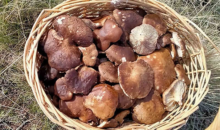 El cambio en el tiempo incrementa algunas producciones de setas, principalmente en la mitad oeste de Castilla y León