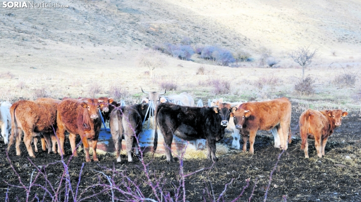 Con 2,1 M€ en Soria, Castilla y León abona el anticipo del 70% de las ayudas asociadas al sector ganadero PAC 2023