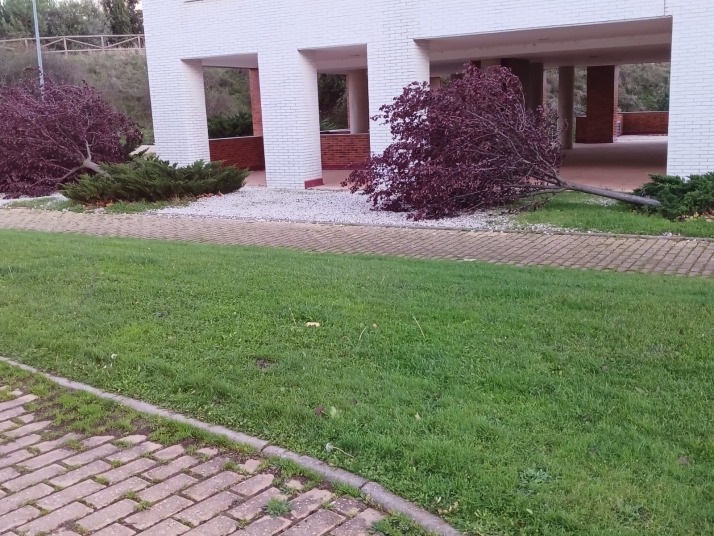 Fotonoticia: El viento provoca la caída de varios árboles en Soria