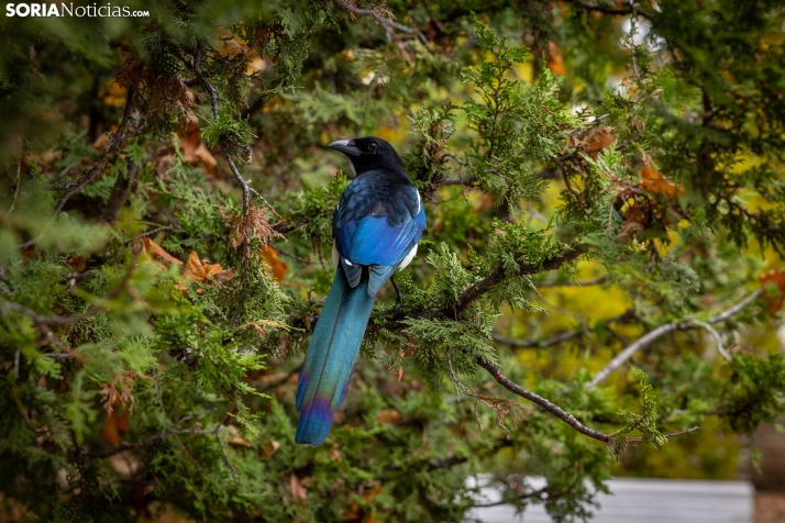 Últimas horas para disfrutar del sol en Soria