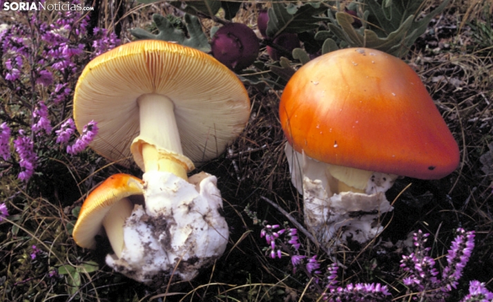 Sábado y domingo, Jornadas Micológicas en San Leonardo