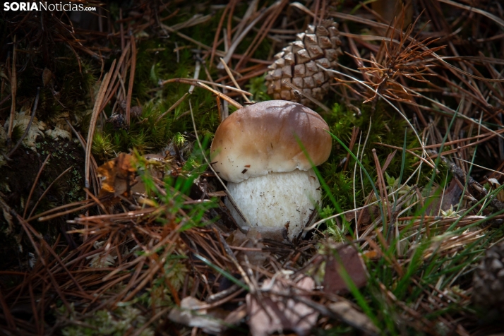 Micología | Baja la fructificación de boletus, pero Castilla y León mira a otras especies con esperanza
