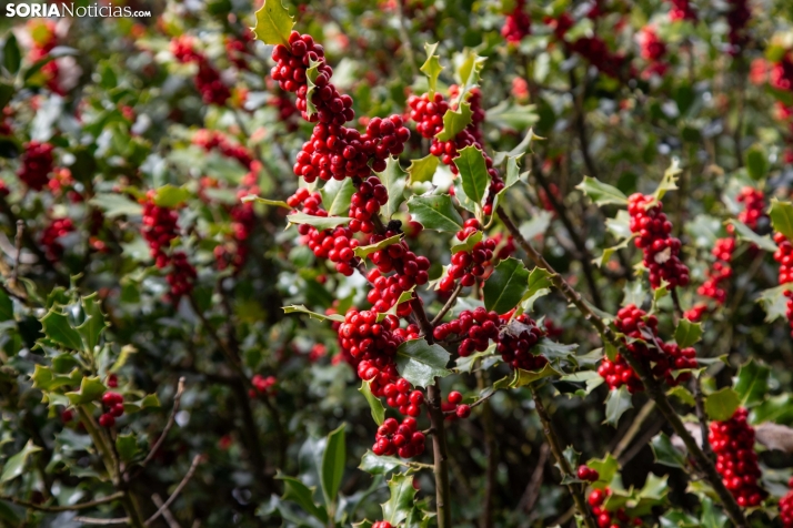 Los acebales sorianos y sus secretos, protagonistas en National Geographic