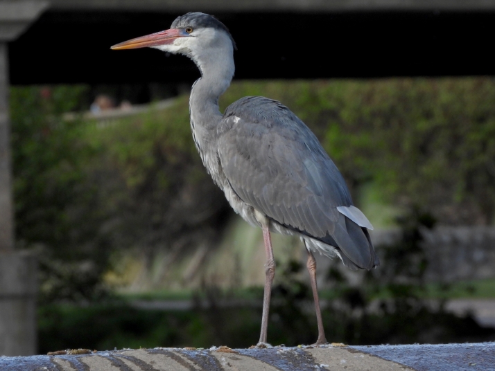 Radiografía de la población de garzas en Castilla y León
