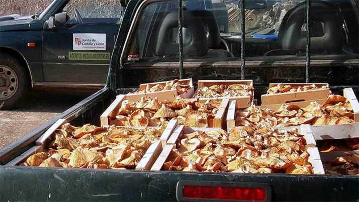 SETAS | Los decomisos micológicos suman más de 3,5 toneladas en lo que va de temporada