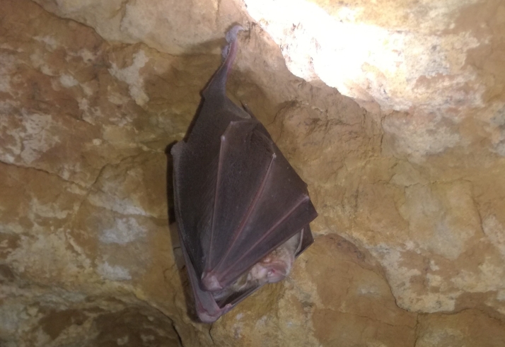 Así viven los murciélagos en Castilla y León