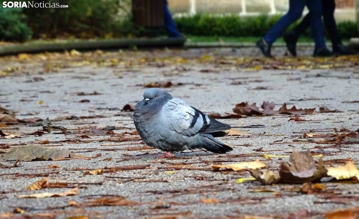 Llega el invierno a Soria con un descenso de las temperaturas