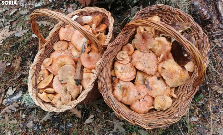 SETAS | El níscalo aguanta y gana terreno la trufa