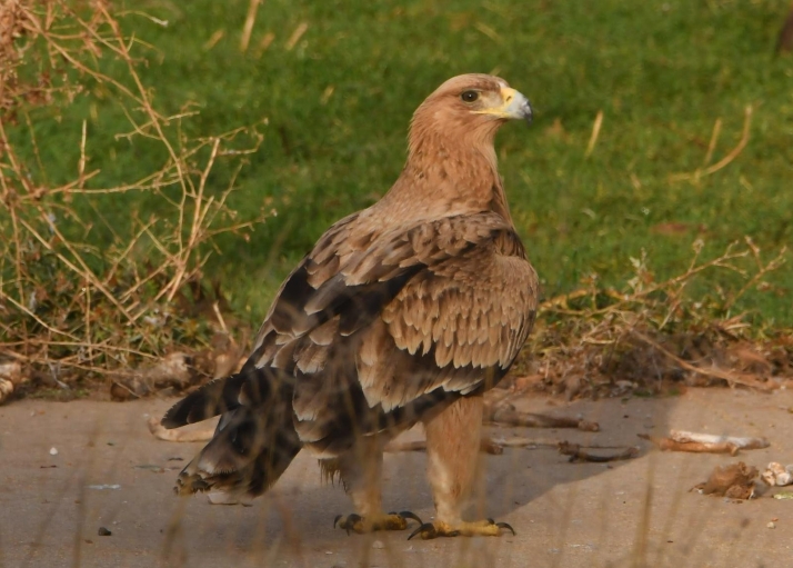 Castilla y León constata la tendencia positiva de Águila Imperial Ibérica en la comunidad con el censo de 130 parejas en 2022
