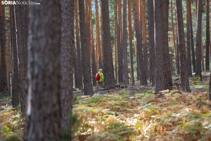 Así será el ‘carnet para coger setas’ que Castilla y León implementará en 2024