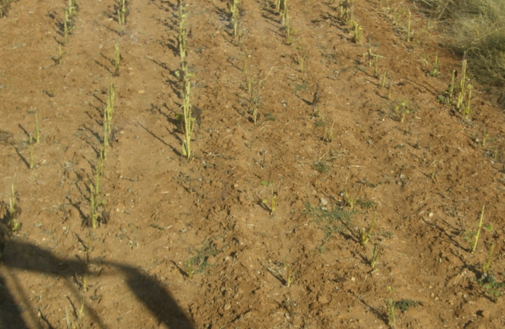 Más de 1.500 siniestros provocados por animales silvestres en Soria durante 2023