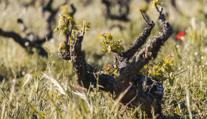Un vino Ribera del Duero de Soria elegido segundo mejor rosado del mundo
