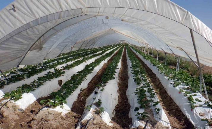 Alertan sobre el aumento de residuos plásticos en los suelos agrícolas de Castilla y León