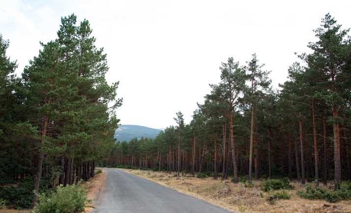 Once municipios sorianos se beneficiarán con trabajos silvícolas de Castilla y León por un importe de 3 M€