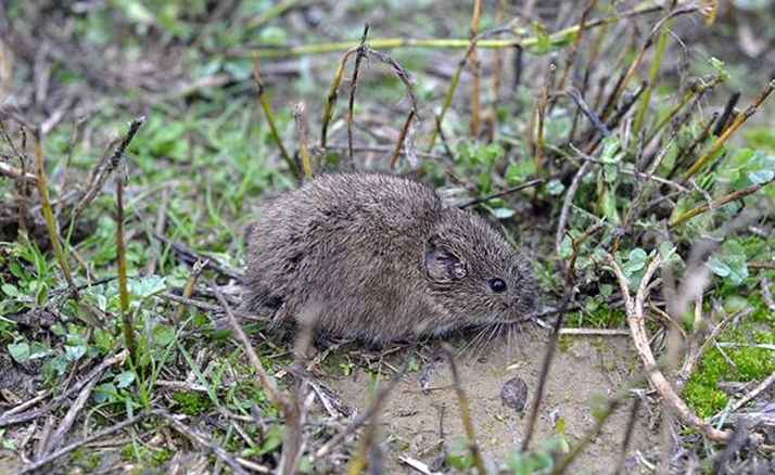 Castilla y León aboga por la colaboración entre Gobierno, Junta, CHD y diputaciones para la prevención del topillo campesino