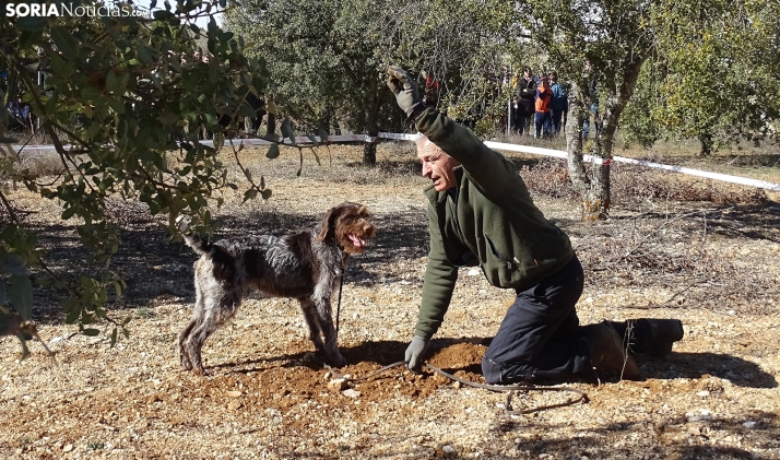 Dictaminadas 22 ayudas provinciales para el cultivo de trufa negra en Soria