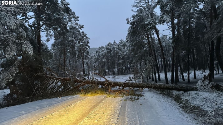 Un árbol corta la carretera entre Muriel Viejo y Cubilla. Foto de Olga Pérez Gómez.