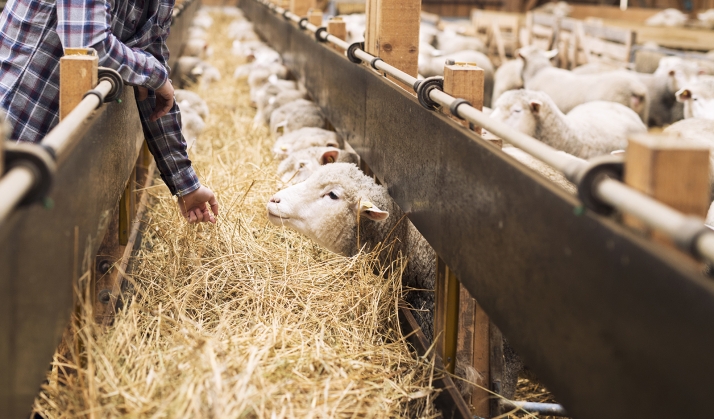 Castilla y León reitera al Ministerio su reclamación sobre modificaciones en la PAC, ayudas a la EHE y la ampliación de seguros agrarios