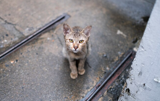 Malestar en Soriadopción: piden reconocimiento para los que pierden tiempo, dinero y esfuerzo detrás de cada jaula