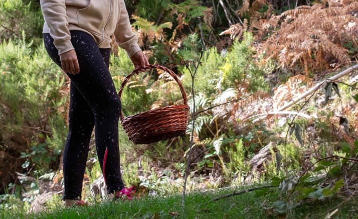 Micología: La Lonja de Soria pide que no se vuelva a estar un mes sin poder coger setas por no estar disponibles las licencias