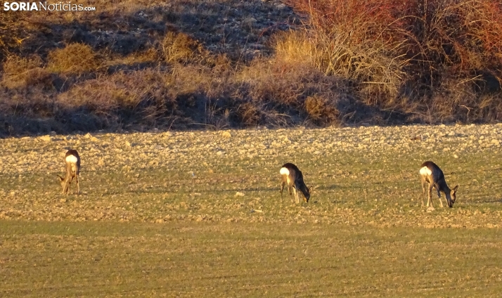 El Supremo confirma la nulidad del Decreto de 2018 de especies cinegéticas de Castilla y León