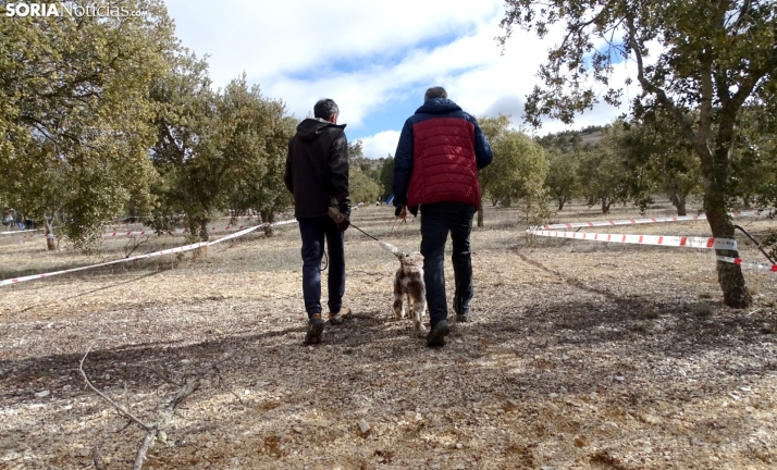 Castilla y León convoca ayudas al fomento de plantaciones de especies con producciones forestales de alto valor por cerca de 1 M€