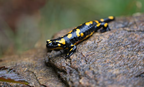 ¿Cuántas especies distintas de reptiles y anfibios habitan en Soria?
