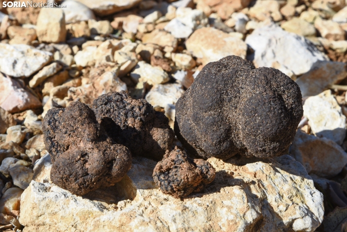 La Diputación convocará la Mesa de la Trufa a lo largo del próximo mes