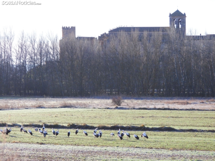 FOTOS | Las cigüeñas, por San Blas, eligen Monteagudo para descansar