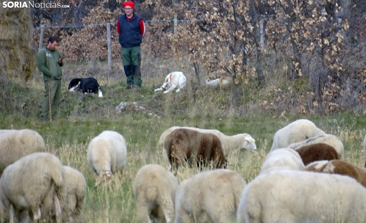 Casi 10.000 agricultores y ganaderos de Castilla y León han formalizado préstamos bonificados para rentabilidad y para sequía