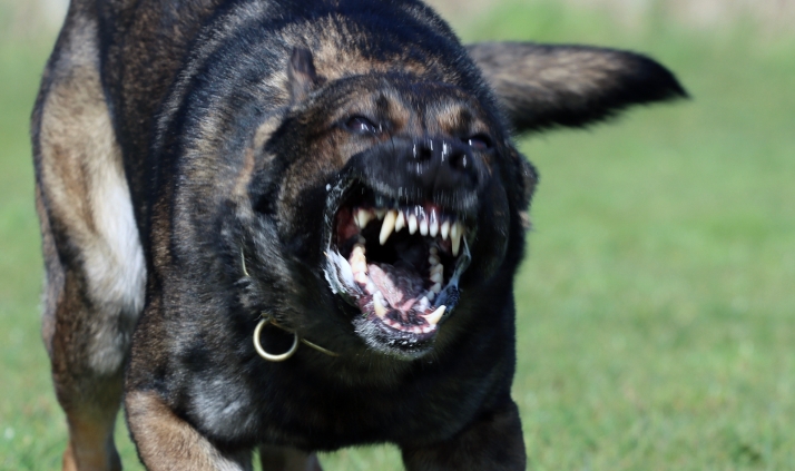 Prisión sin fianza para el dueño de los perros que mataron a una joven en Zamora