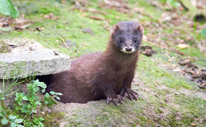  La población de visón europeo, con presencia en Soria, se estima en España en 142 ejemplares 