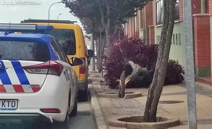 El Ayuntamiento realiza una reposición de cerca de 400 árboles