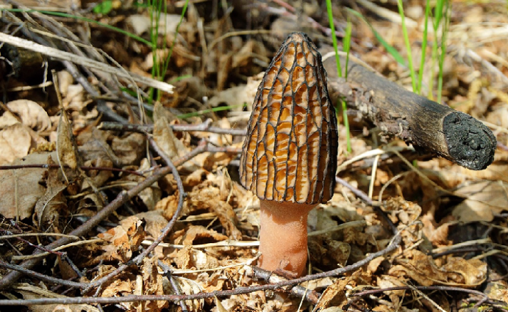 Llegan las vacaciones de Semana Santa: Toca recoger setas de primavera