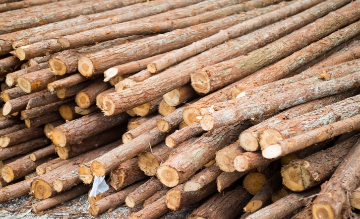 La Guardia Civil investiga a dos personas por el supuesto hurto de madera en un monte público de Quintana Redonda